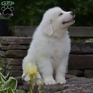Silas, Great Pyrenees Puppy